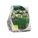 Baltus Agapanthus Wit bloembollen per 3 stuks